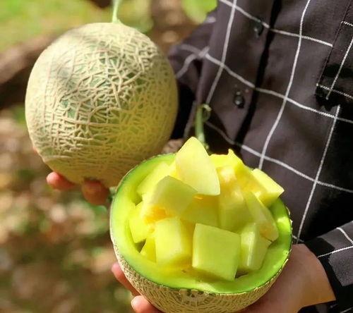 娱乐内吃瓜,揭秘明星们的“吃瓜”日常 第2张 娱乐内吃瓜,揭秘明星们的“吃瓜”日常 第2张